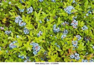 Low Bush Blueberry