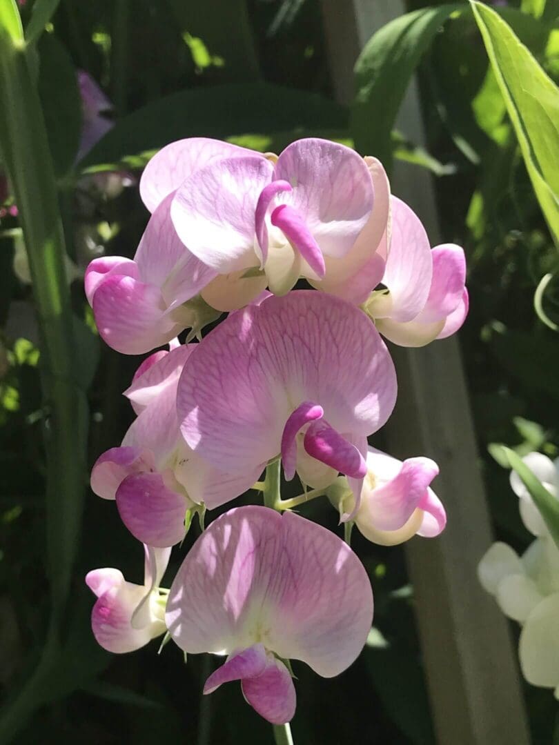 Pink sweet pea flowers in sunlight