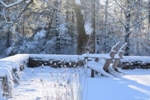 Winter forest scene with fresh snow