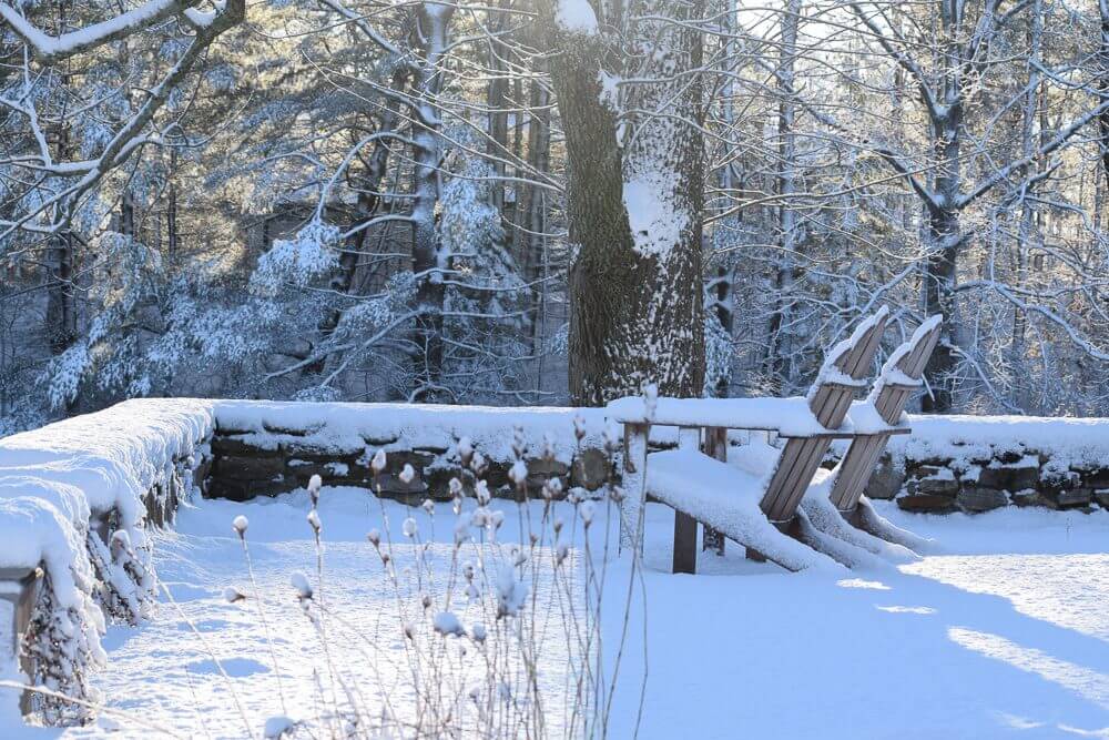 Winter forest scene with fresh snow