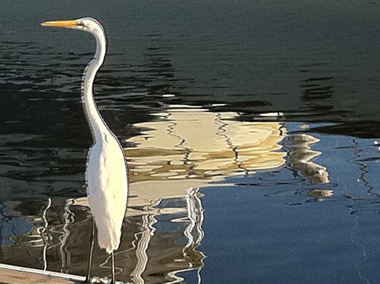 White heron standing by reflective water.