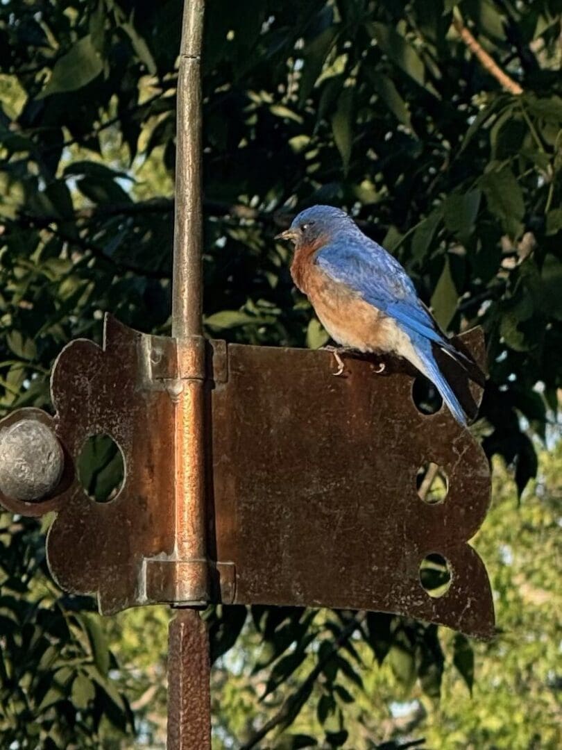 Bluebird perched on a metal weather vane.