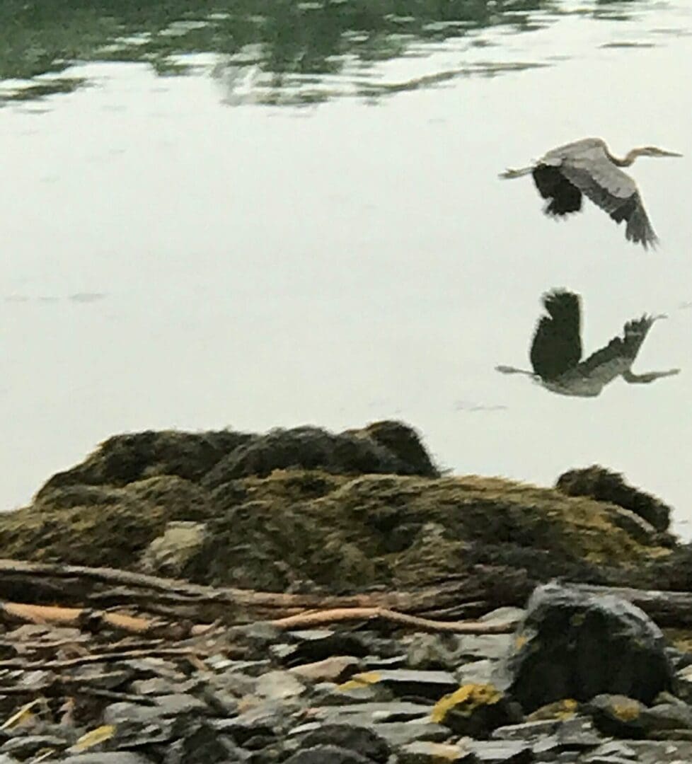Heron flying over water with reflection.