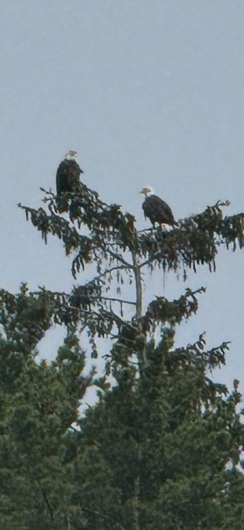 Two eagles perched on a tall tree.