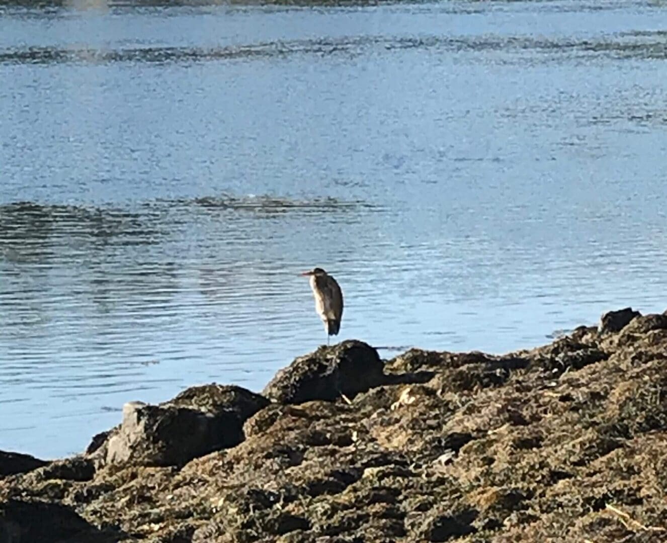 Bird standing on rocks near the water.