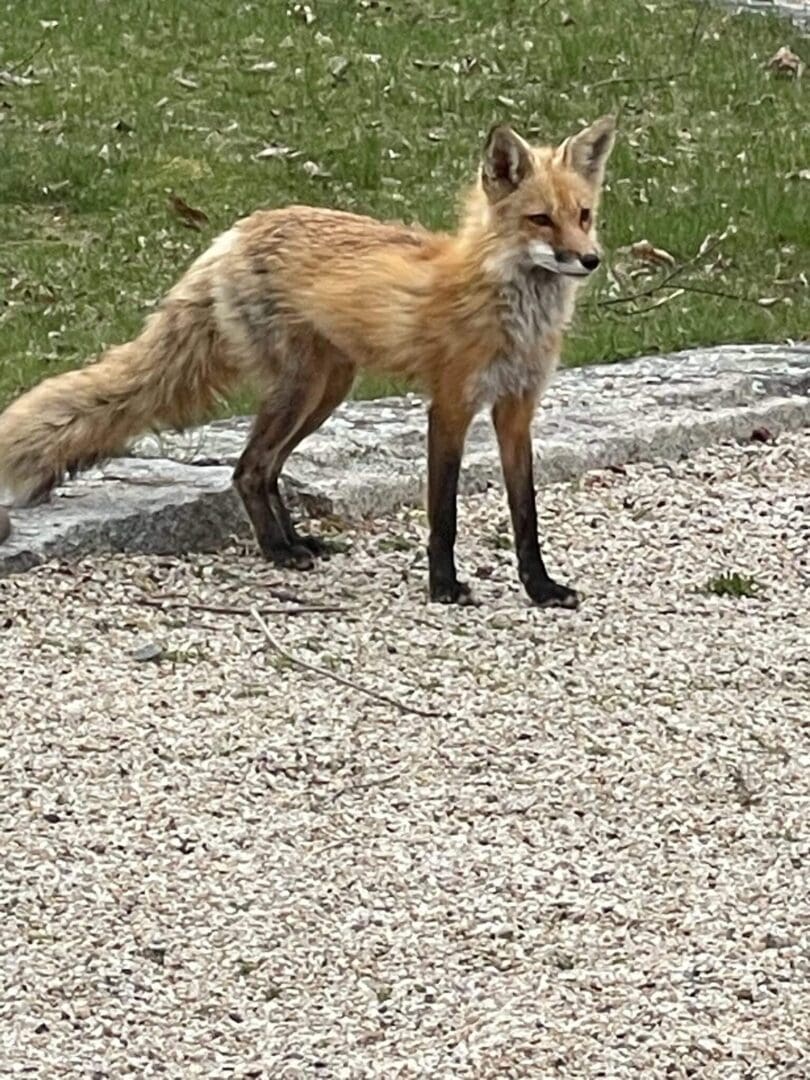 Fox standing on gravel near grass.