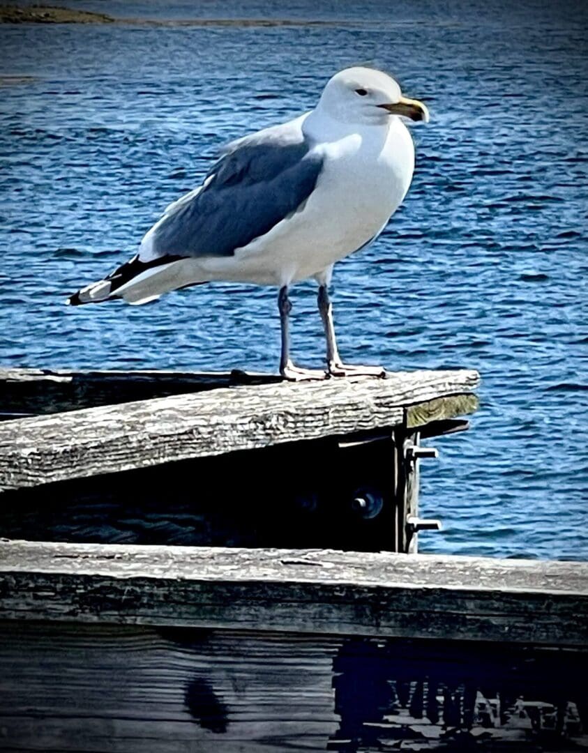 Seagull perched on wooden dock by water.