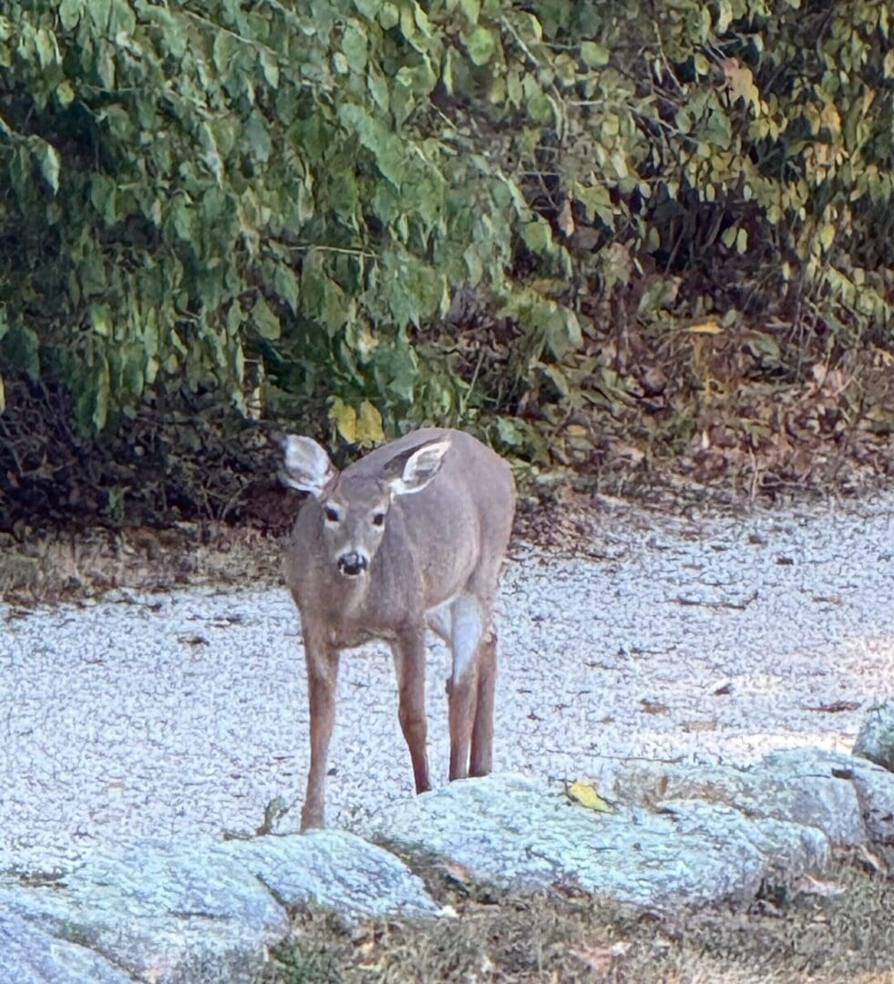 Deer standing on a gravel path.