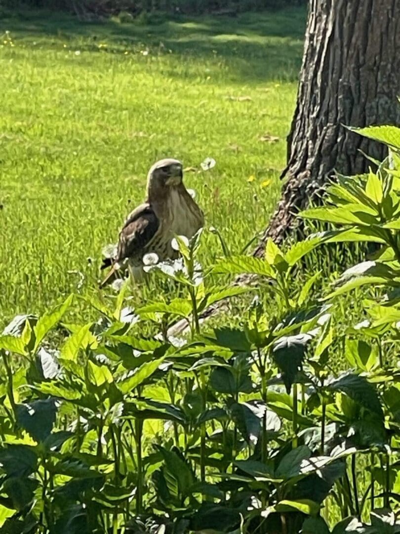 Hawk standing near tree and greenery.
