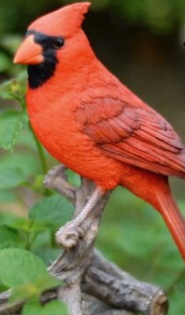 Red cardinal perched on a branch.