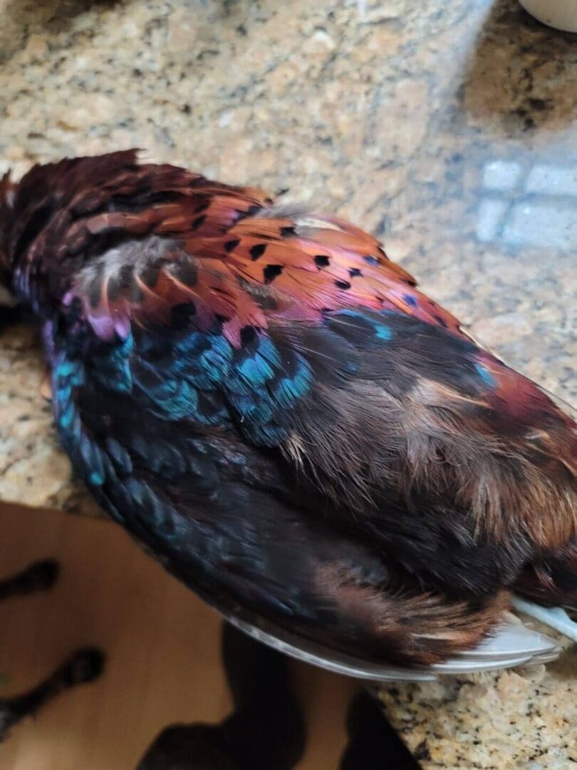 Colorful bird feathers on granite countertop.