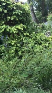 Overgrown garden with dense green foliage.