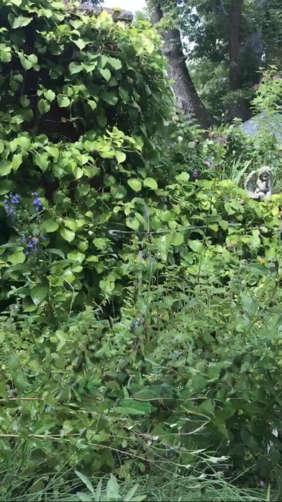 Overgrown garden with dense green foliage.