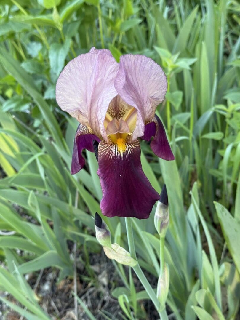 Purple and pink iris flower in garden.