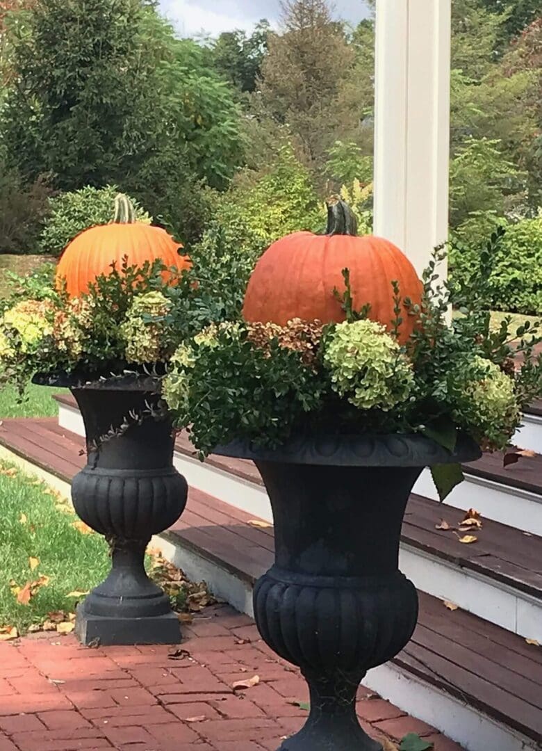 Two pumpkins in decorative garden urns.
