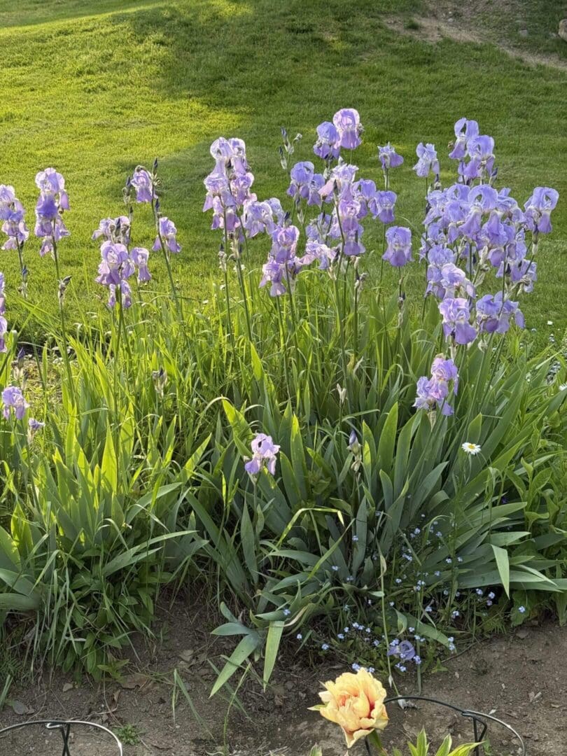 Purple irises and single yellow flower blooming.