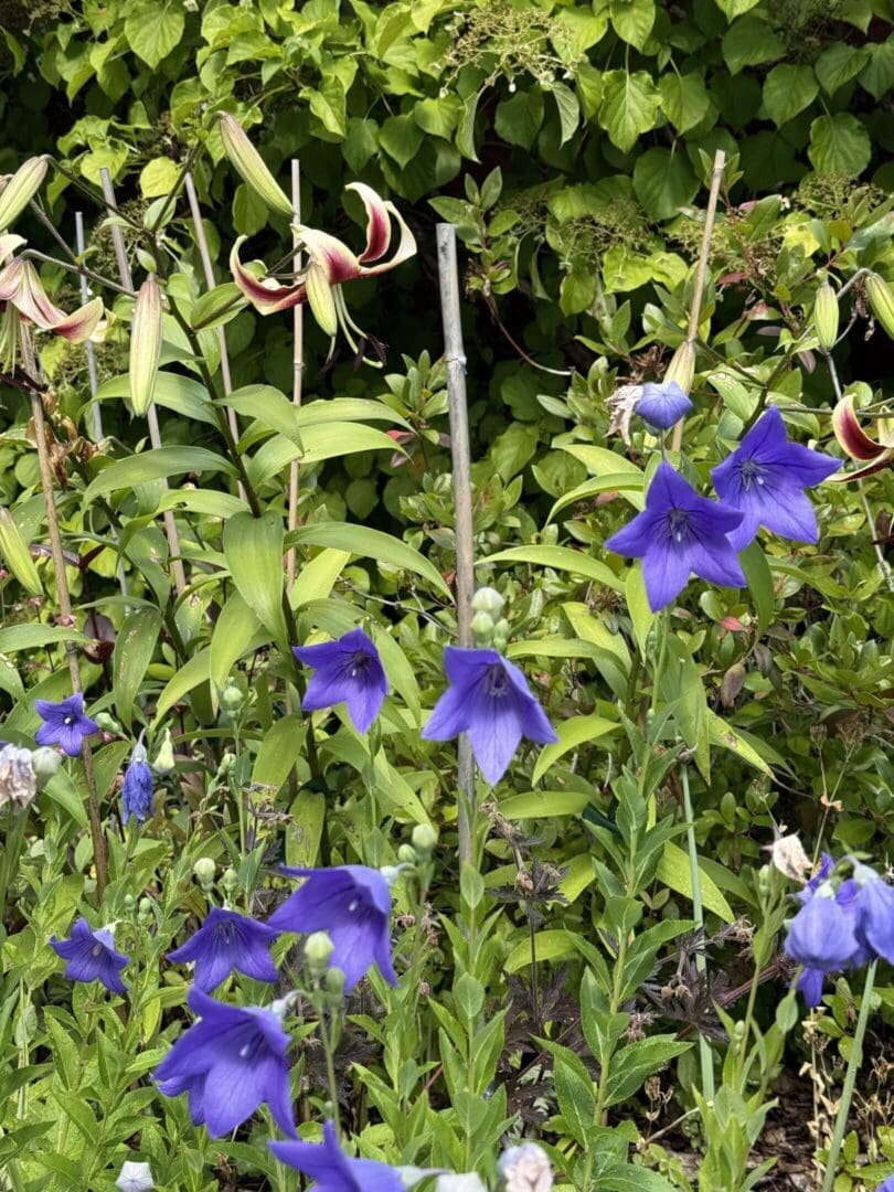 Purple and white flowers in lush garden.