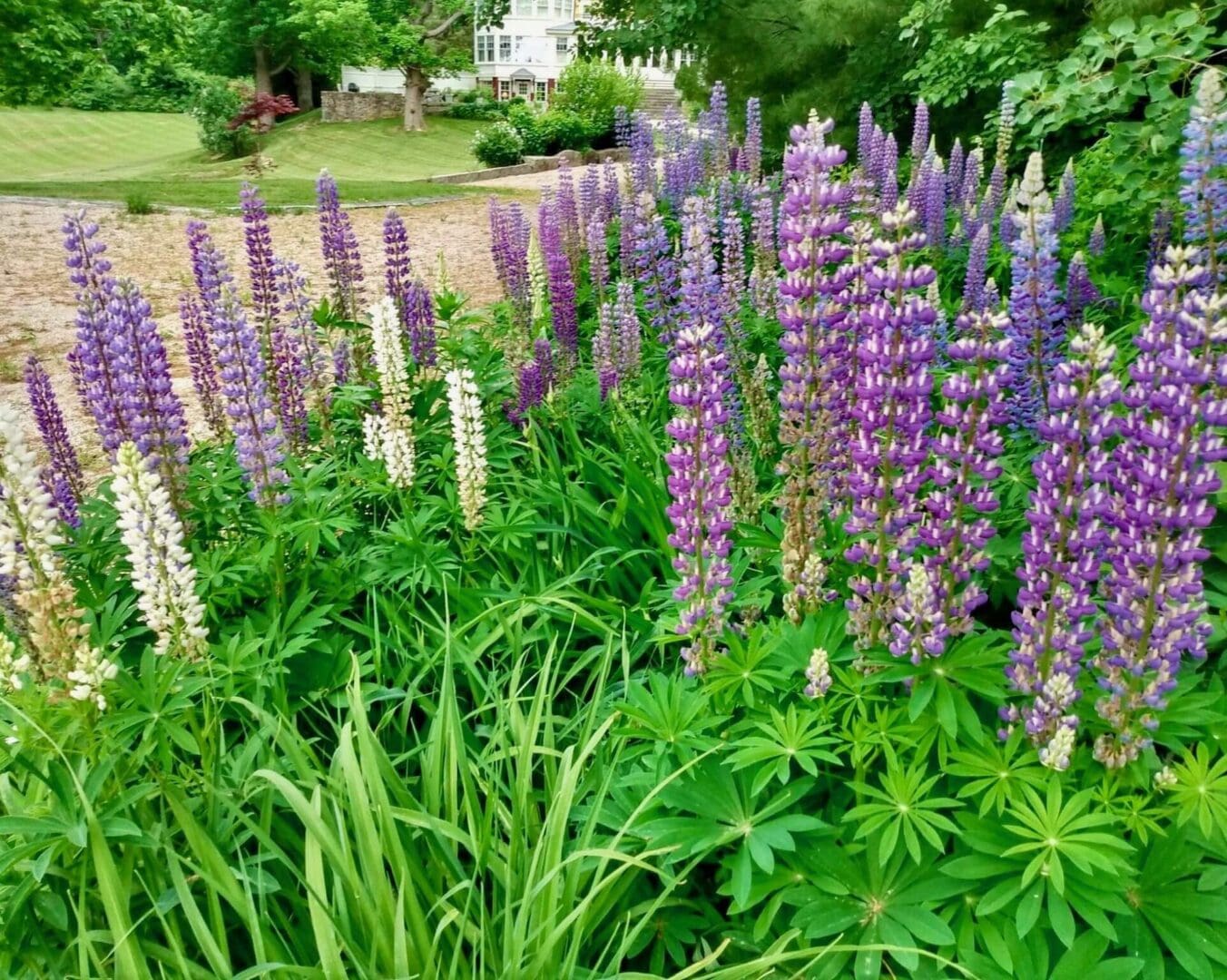Colorful lupines blooming in a garden landscape.